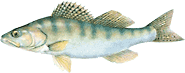lucioperco