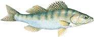 lucioperco